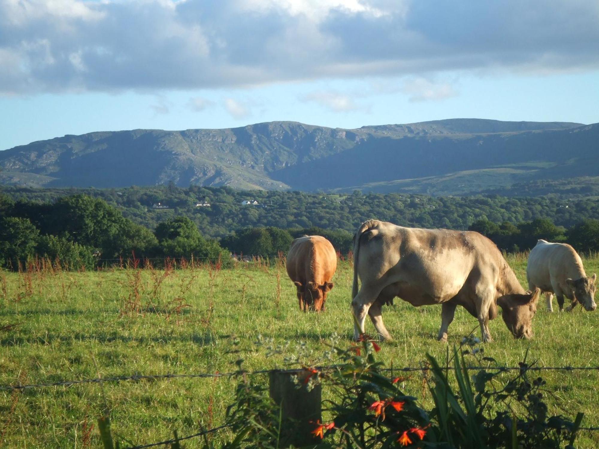 River Meadows B&B Kenmare Zewnętrze zdjęcie